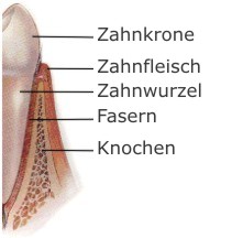 Schaubild Aufbau Zahnhalteapparat